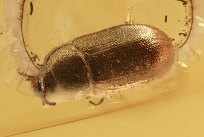 Detailed Hairy Fungus Beetle (Mycetophagidae) in Baltic Amber #270578